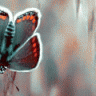 butterfly86