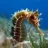 seahorse